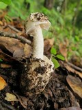 Amanita tuza image