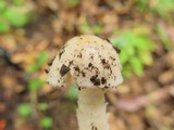 Amanita tuza image
