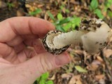 Amanita tuza image
