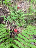 Hygrocybe punicea image