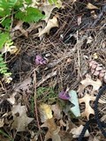 Laccaria amethystina image