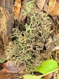 Pseudevernia intensa image