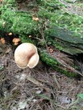 Tylopilus felleus image