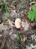 Suillus spraguei image