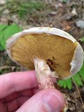 Suillus spraguei image