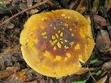 Amanita flavorubescens image