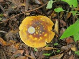 Amanita flavorubescens image