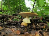 Amanita flavorubescens image