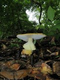 Amanita flavorubescens image