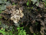 Peltigera neopolydactyla image