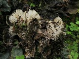 Peltigera neopolydactyla image