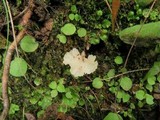 Cotylidia diaphana image