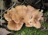 Hohenbuehelia petaloides image