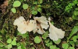 Cotylidia diaphana image