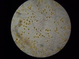 Tricholomopsis rutilans image