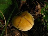 Stropharia coronilla image
