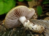 Stropharia coronilla image