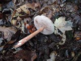 Austroboletus gracilis var. flavipes image