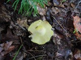 Entoloma luridum image