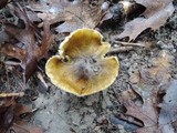 Tricholoma sejunctum image