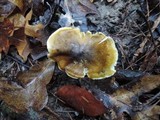 Tricholoma sejunctum image