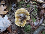 Tricholoma sejunctum image