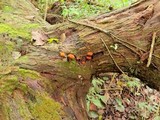 Pholiota granulosa image
