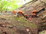 Pholiota granulosa image