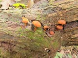 Pholiota granulosa image