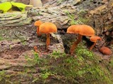 Pholiota granulosa image