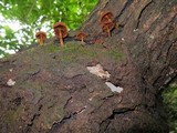 Pholiota granulosa image
