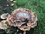 Abortiporus biennis image