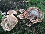 Abortiporus biennis image