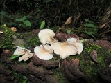 Campanophyllum proboscideum image