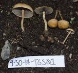 Hypholoma tuberosum image