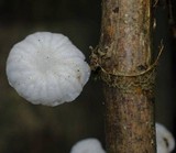 Hemimycena candida image