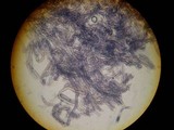 Chroogomphus tomentosus image