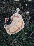 Abortiporus biennis image