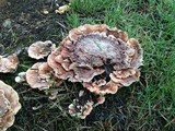 Abortiporus biennis image