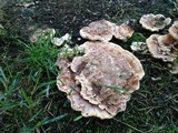 Abortiporus biennis image