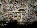 Agrocybe acericola image