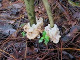 Helvellosebacina concrescens image