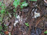 Helvellosebacina concrescens image