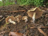 Stropharia hardii image
