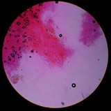 Stropharia hardii image