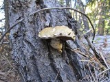 Hemipholiota populnea image