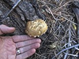 Hemipholiota populnea image