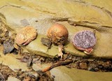 Scleroderma verrucosum image