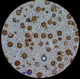 Scleroderma verrucosum image