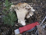 Cantharellus subalbidus image